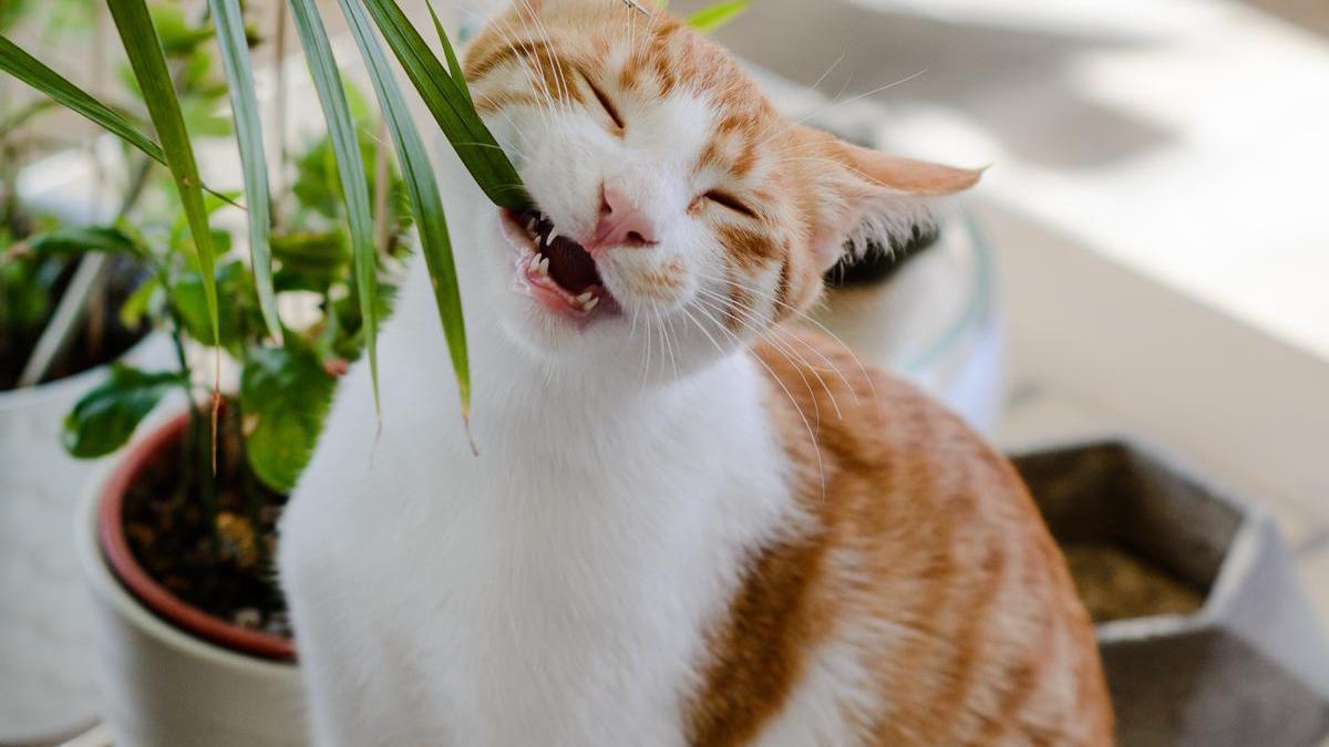 cat eating a plant in marbella